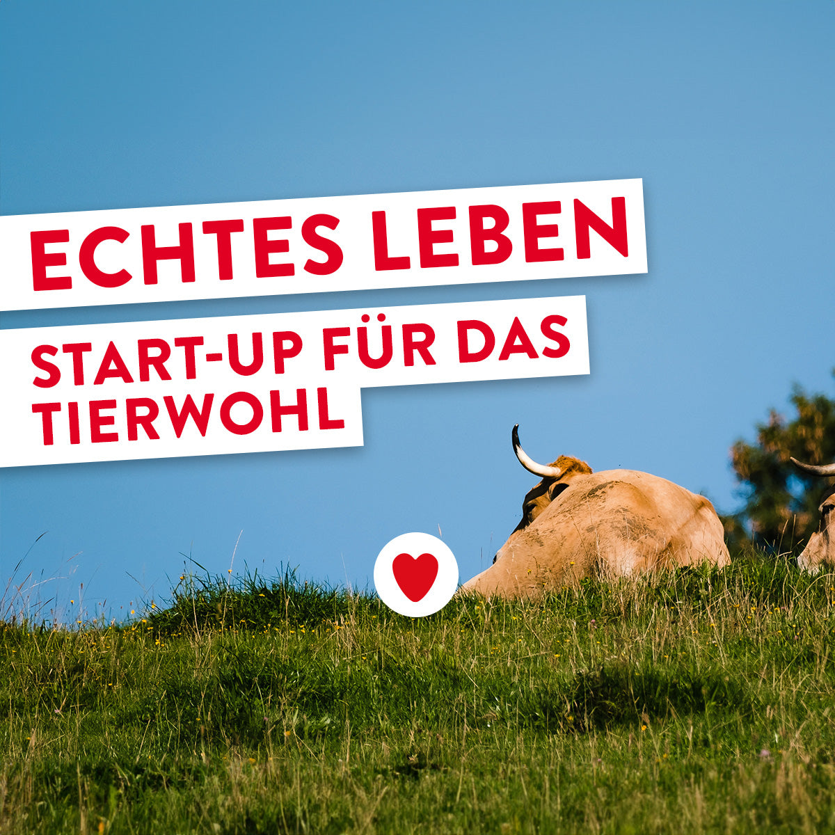 „Echtes Leben“ – Unser Start-up für das Tierwohl