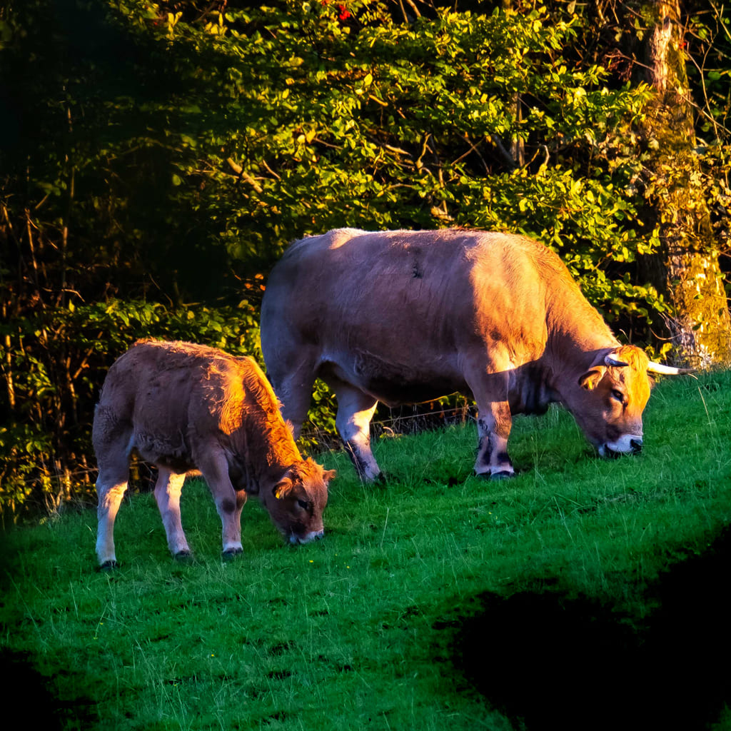 SCHLACHTUNG MIT ACHTUNG