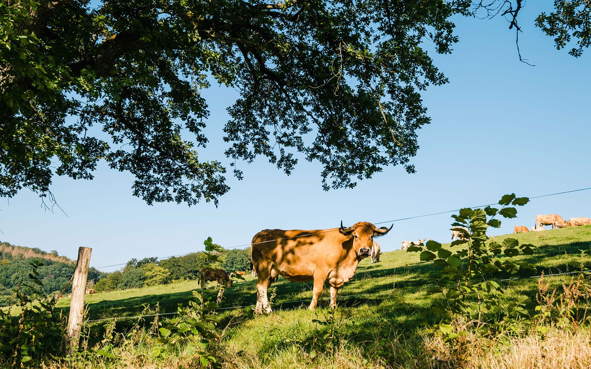 Bio-Aubrac-Rinder | HOFGUT STÖCKEN